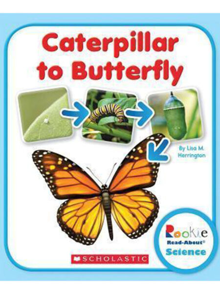 CATERPILLAR TO BUTTERFLY