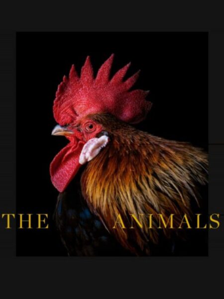 THE ANIMALS