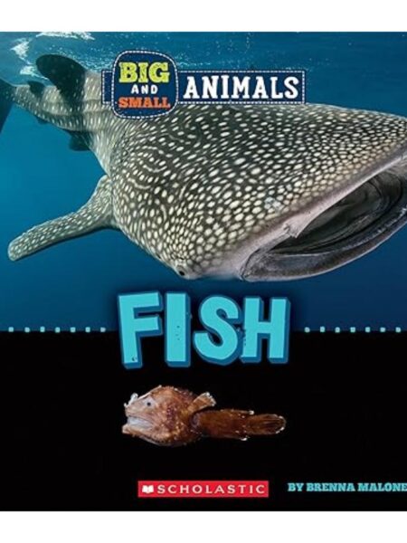 BIG AND SMALL: FISH