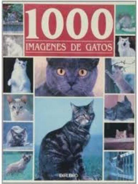1000 IMAGENES DE GATOS